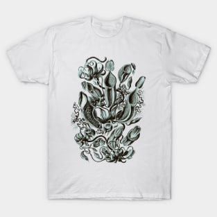 Ernst Haeckel Pitcher Plant  Teal T-Shirt